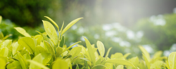 Nature leaf green mix yellow in garden. bokeh blurred natural background. beautiful forest wallpaper. wide-format copy space for banner.