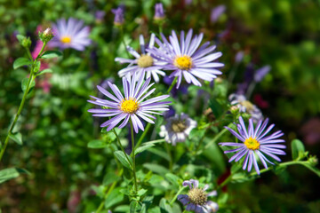 Symphyotrichum cordifolium (Blue Wood Aster)