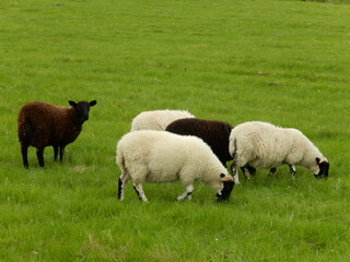 Black and white sheep