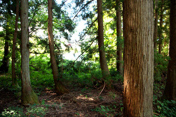 長野県北竜湖の森の杉の木