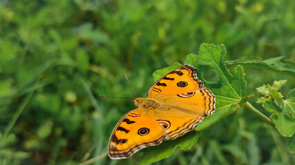 Obraz premium butterfly on a green leaf