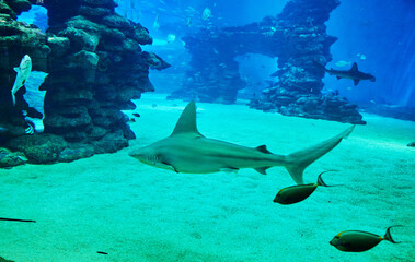 Sharks in large aquarium in the Red Sea swim among other exotic fish