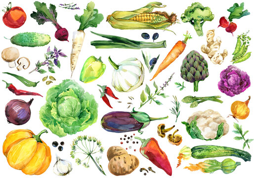 Watercolor vegetables painted collection isolated on white background. Hand-drawn fresh food design elements.