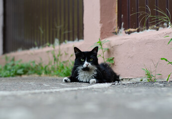 Spotted street cat walks. Yard stray cat. Thoroughbred pet.