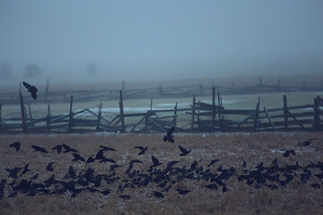 Fototapeta na wymiar autumn landscape, flock of black birds, concept of sadness autumn foggy background