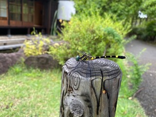 オニヤンマ