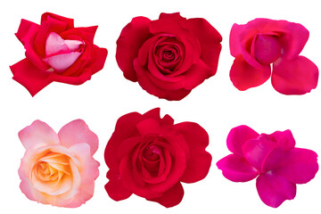 Orange and Red rose isolated on the white background. Photo with clipping path.