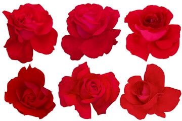 Collage of Blossom Red Roses on a white background.Rose with clipping path.