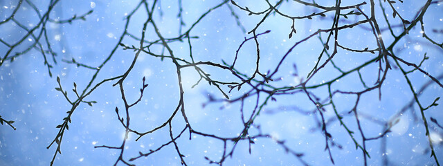 Fototapeta na wymiar snowflakes branches winter abstract background, holiday new year, cold weather snow