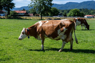 eine Herde K&uuml;he grasen auf einer saftigen Weide in den Alpen in Bayern