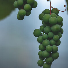 cluster of unripe green grapes in personal greenhouse. Great product for eating, making juice and vine