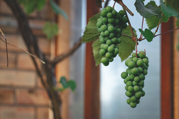 cluster of unripe green grapes in personal greenhouse. Great product for eating, making juice and...