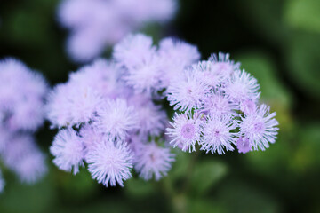 light violet floss flower