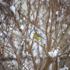 blue tit bird in bush branches in cold january day in Latvia