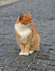 Red and white cat sitting on old paving stones