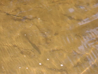 Transparent water over the sand illuminated by the sun
