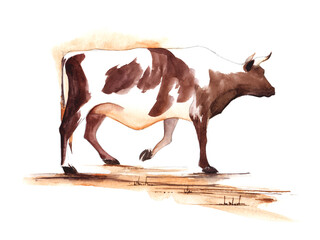 Watercolor rural landscape with spotted brown and white bull on pasture. Hand drawn illustration of cattle. Big and powerful domestic animal on white background