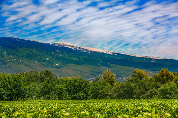 Agricultural Field at the Foot of Mont Ventoux, Provence, France - obrazy, fototapety, plakaty