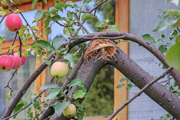 A branch of an apple tree with ripe fruits broken by a strong wind