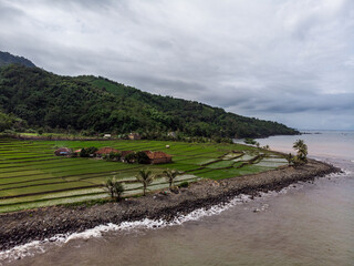 rice field at sea side and mountain as background