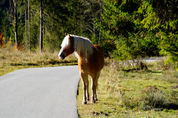 a beautiful wild mare with a blond mane in the Gramai Alm region in the Alps in Austria