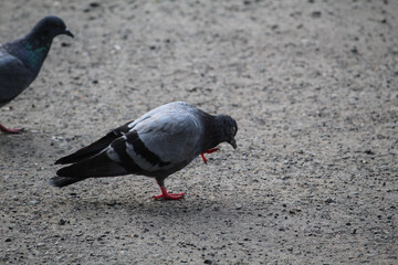 pigeon on the ground