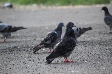 pigeons in the city