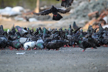 pigeons on the street