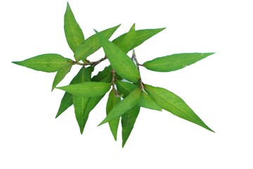 Green leaves of Vietnamese coriander plant isolated on white background. The young leaves and branches are edible and can be used to make medicine and  food ingredient. Herbaceous plant in Thailand.