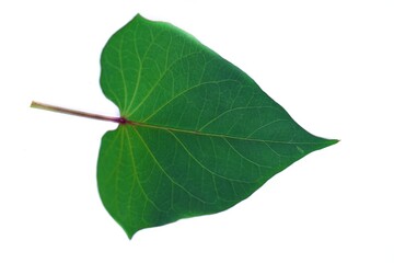 Green leaf of Japanese sweet potato plant isolated on white background.