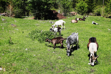 Naklejka na ściany i meble A goat herd in the Alps mountains, Germany 