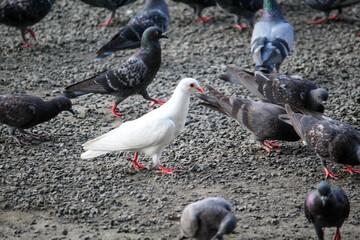 Obraz premium pigeons on the street
