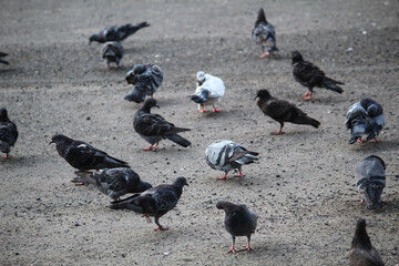 flock of pigeons