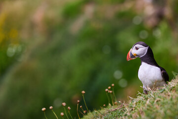 puffin standing on a rock cliff . fratercula arctica