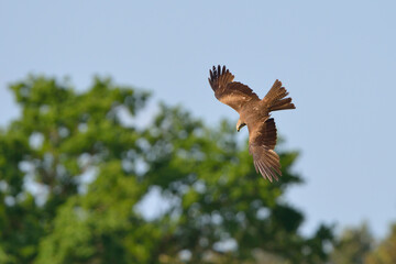 
Schwarzmilan bei der Jagd