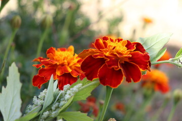 Flowers in the Garden