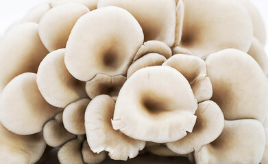 Oyster mushrooms or Pleurotus ostreatus closeup. Abstract raw food background.