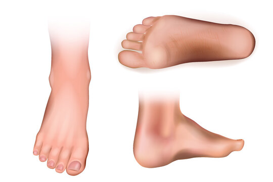 Collection of bare human sole arranged in different poses isolated on white background. Front, side, back view. Vector realistic illustration.
