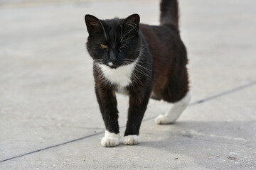 A black cat without a hind paw is walking down the street