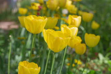 Obraz premium A flowerbed with yellow tulips at the house in spring