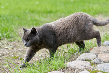 Fototapeta premium A gray cat walks on green grass on a summer day