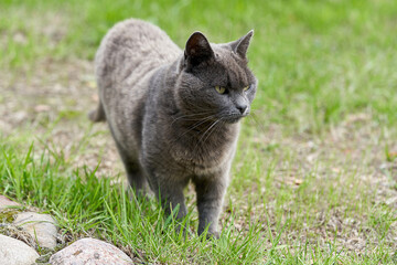 Obraz premium A gray cat walks on green grass on a summer day
