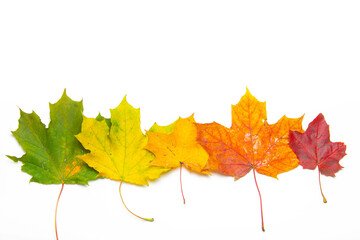 Maple leaves on a white background . Autumn. Colored leaves. White background.