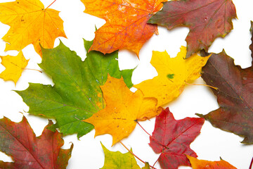Naklejka na ściany i meble Maple leaves on a white background . Autumn. Colored leaves. White background.