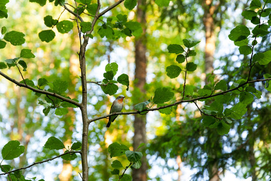 Small Red-breasted flycatcher, Ficedula parva perched in a lush environment. Shot in an Estonian old-growth forest. 