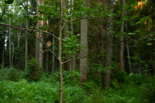 Small Red-breasted flycatcher, Ficedula parva perched in a lush environment. Shot in an Estonian old-growth forest. 