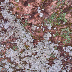 Multi-colored moss on the stone. Natural background and texture