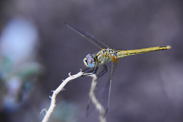 Small dragonfly sitting on a branch