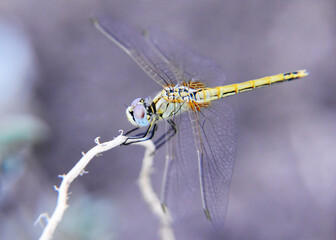 Small dragonfly sitting on a branch