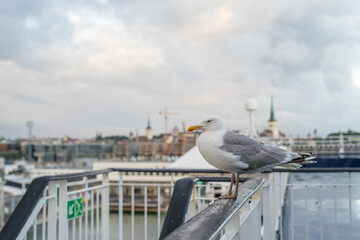 Fototapeta na wymiar Seagull on the cruise ship on a cloudy summer day.